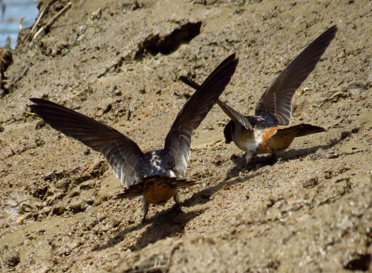 Cliff Swallow - ML442737901