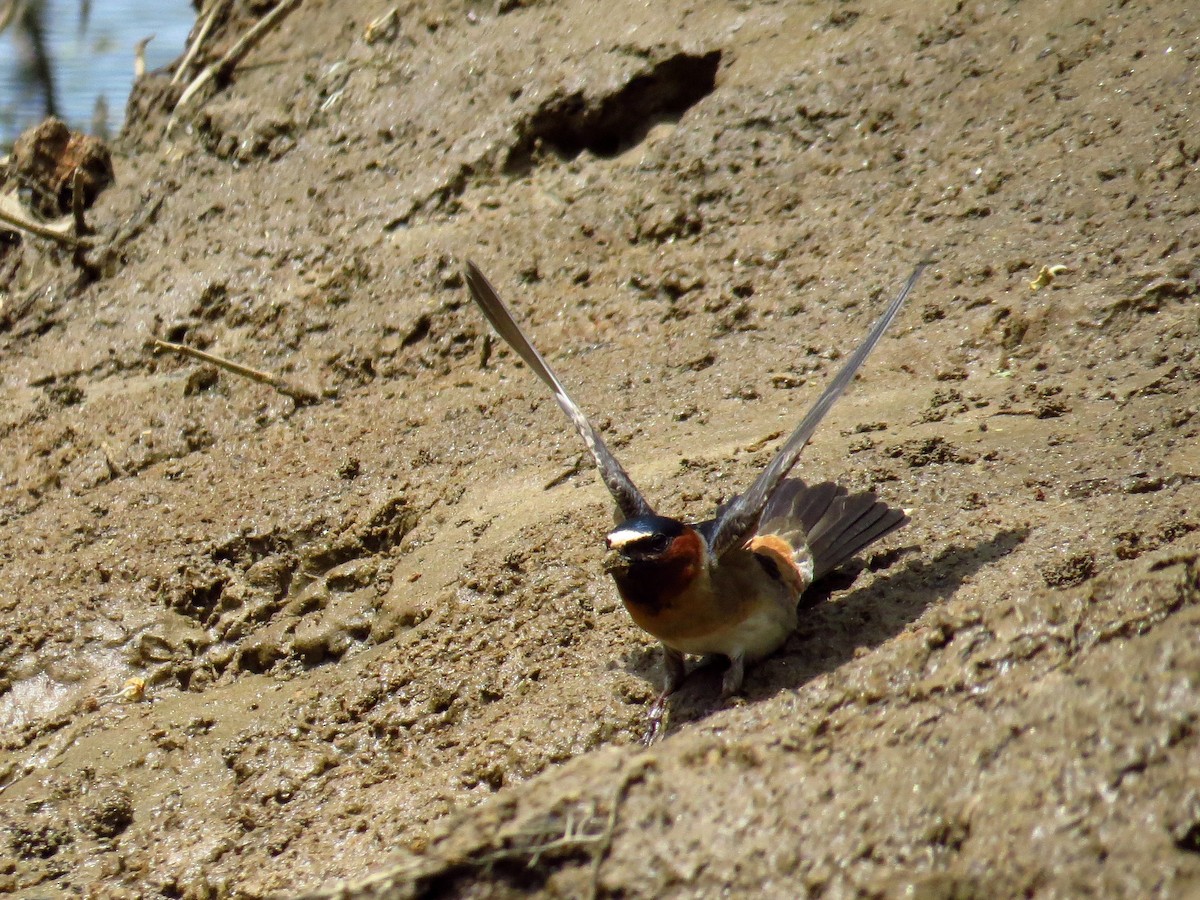 Cliff Swallow - ML442737911