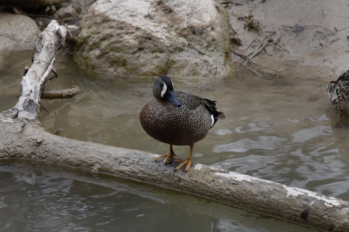 Blue-winged Teal - ML442738541