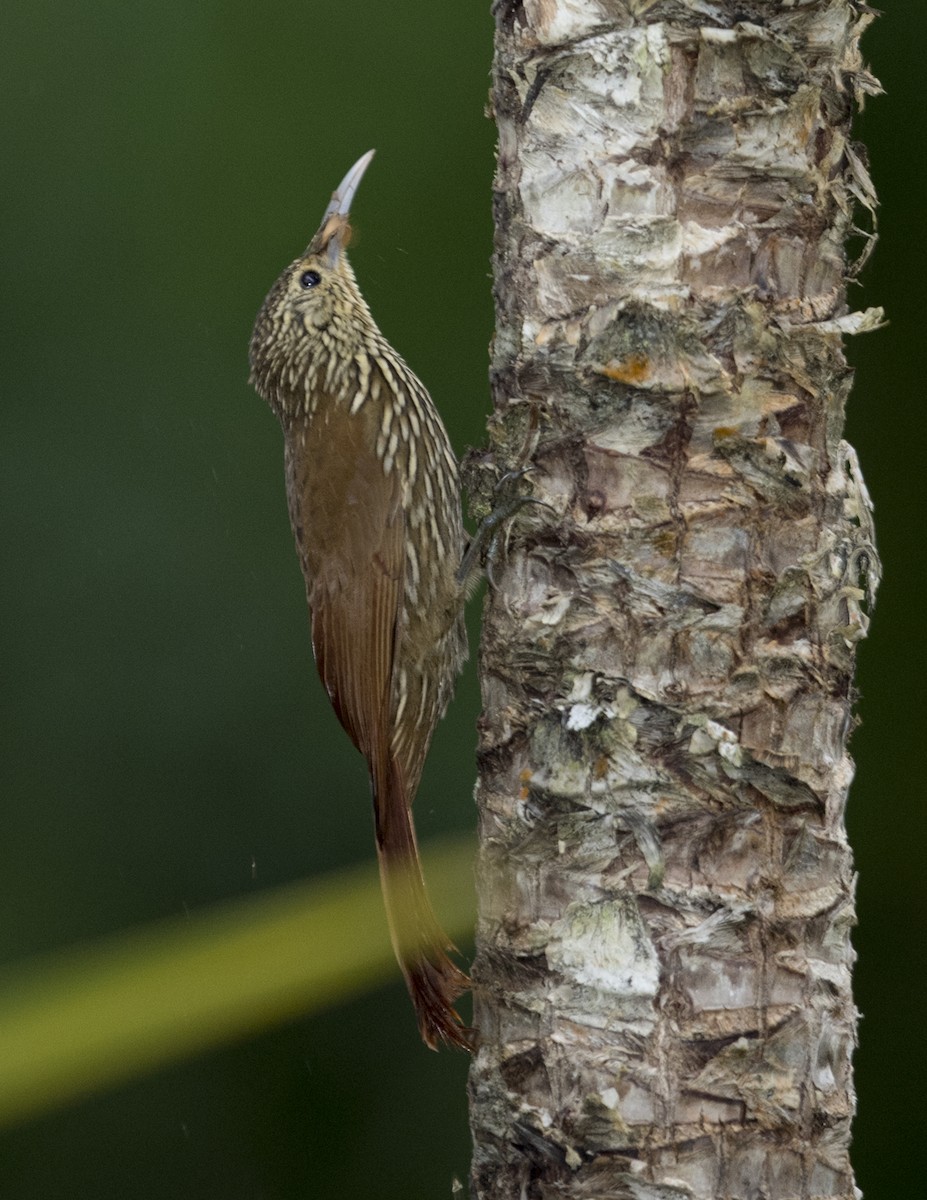 Spot-crowned Woodcreeper - ML44274001