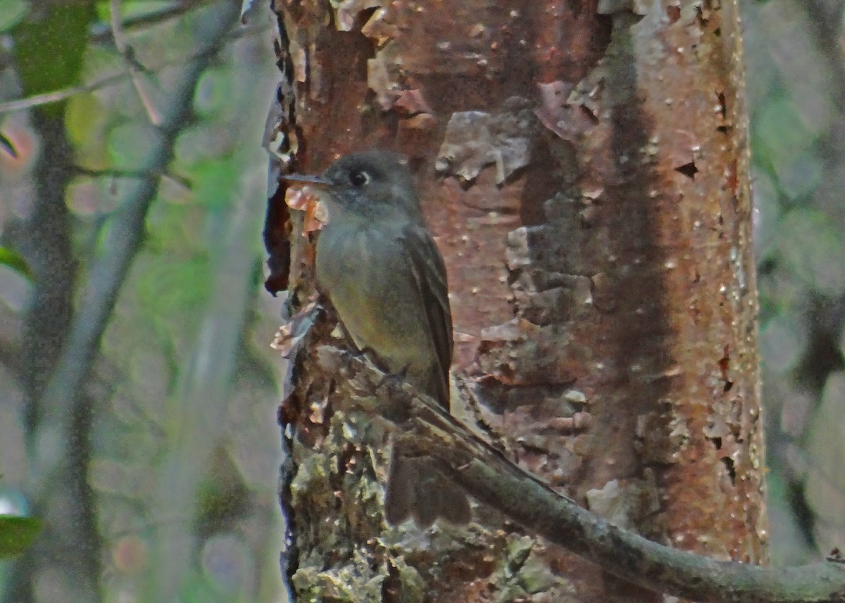 Cuban Pewee - ML44274031