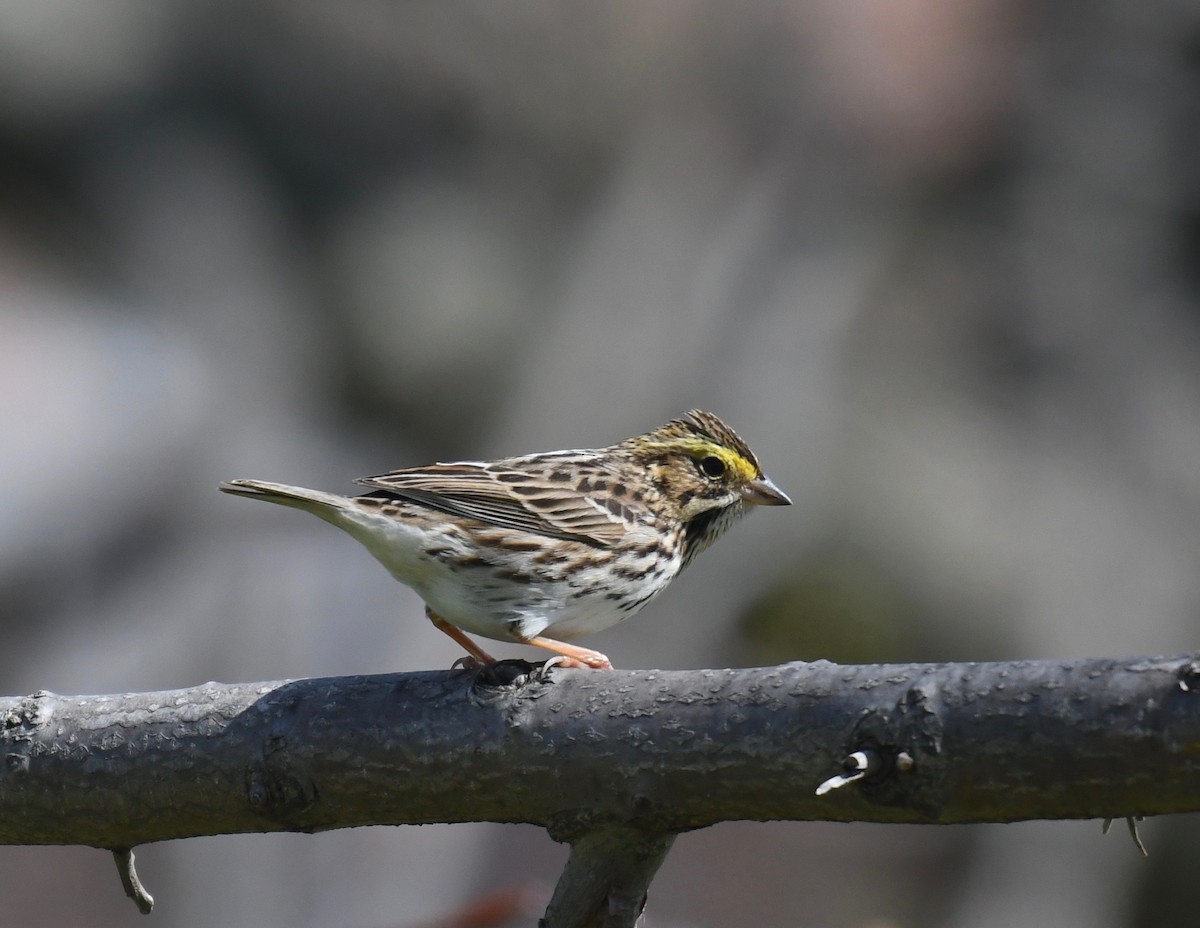Savannah Sparrow (Savannah) - ML442740851