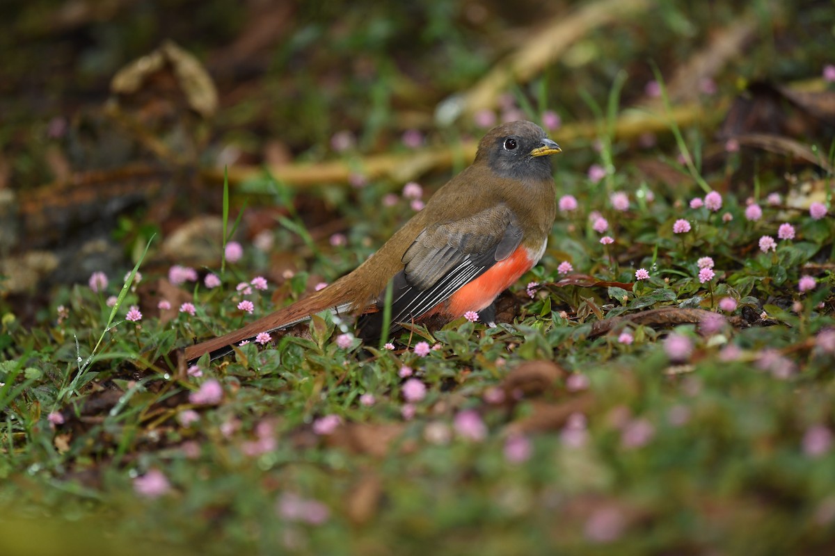 Collared Trogon - ML44274171