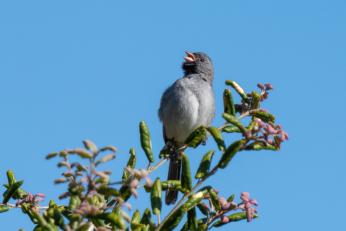 Black-chinned Sparrow - Hanna Zhao