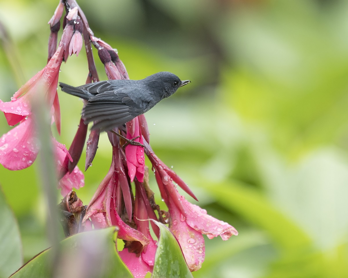 Slaty Flowerpiercer - ML44274191