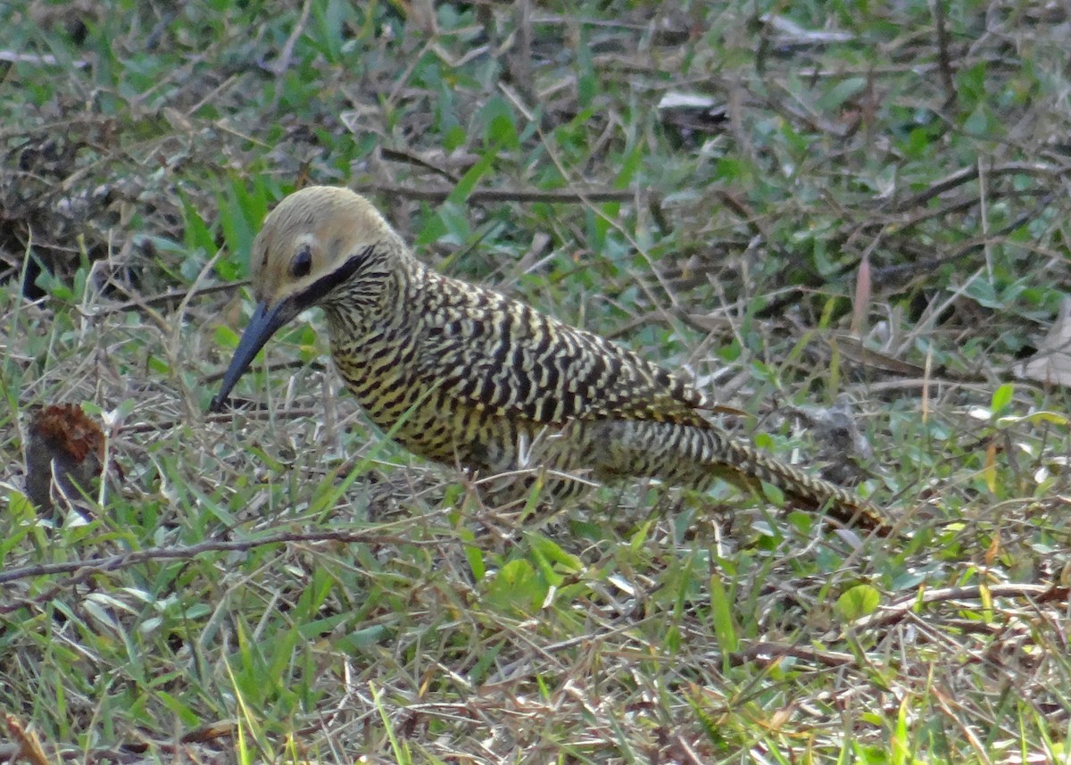 Fernandina's Flicker - ML44274281