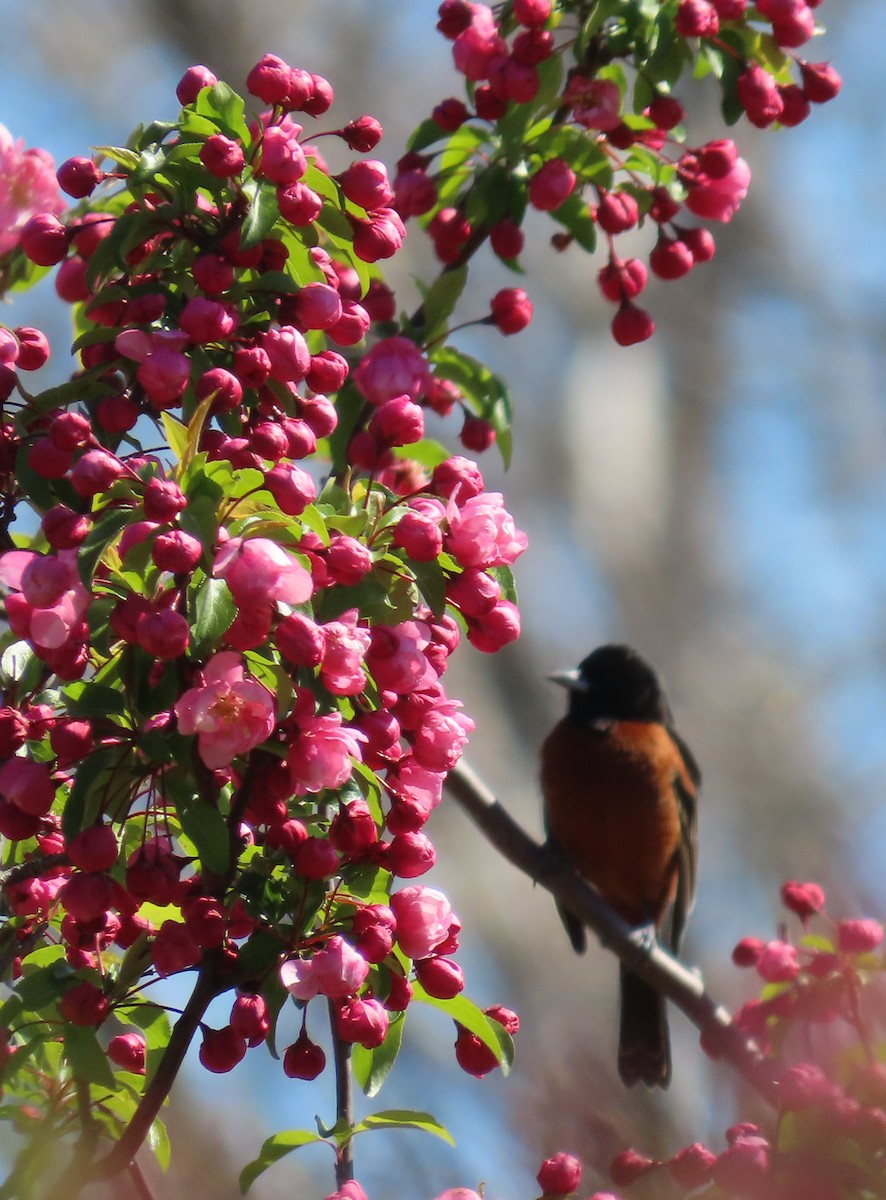 Orchard Oriole - ML442743011