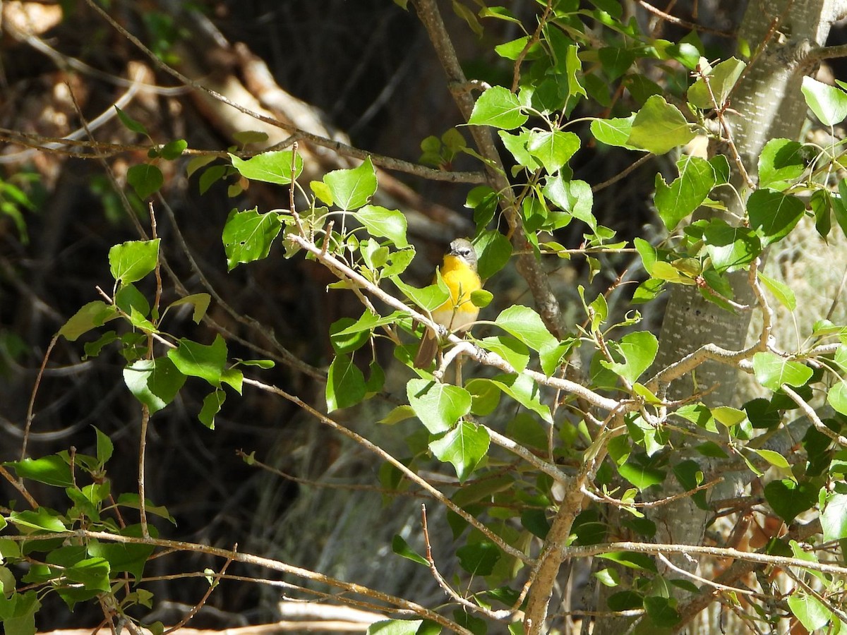 Yellow-breasted Chat - ML442743041