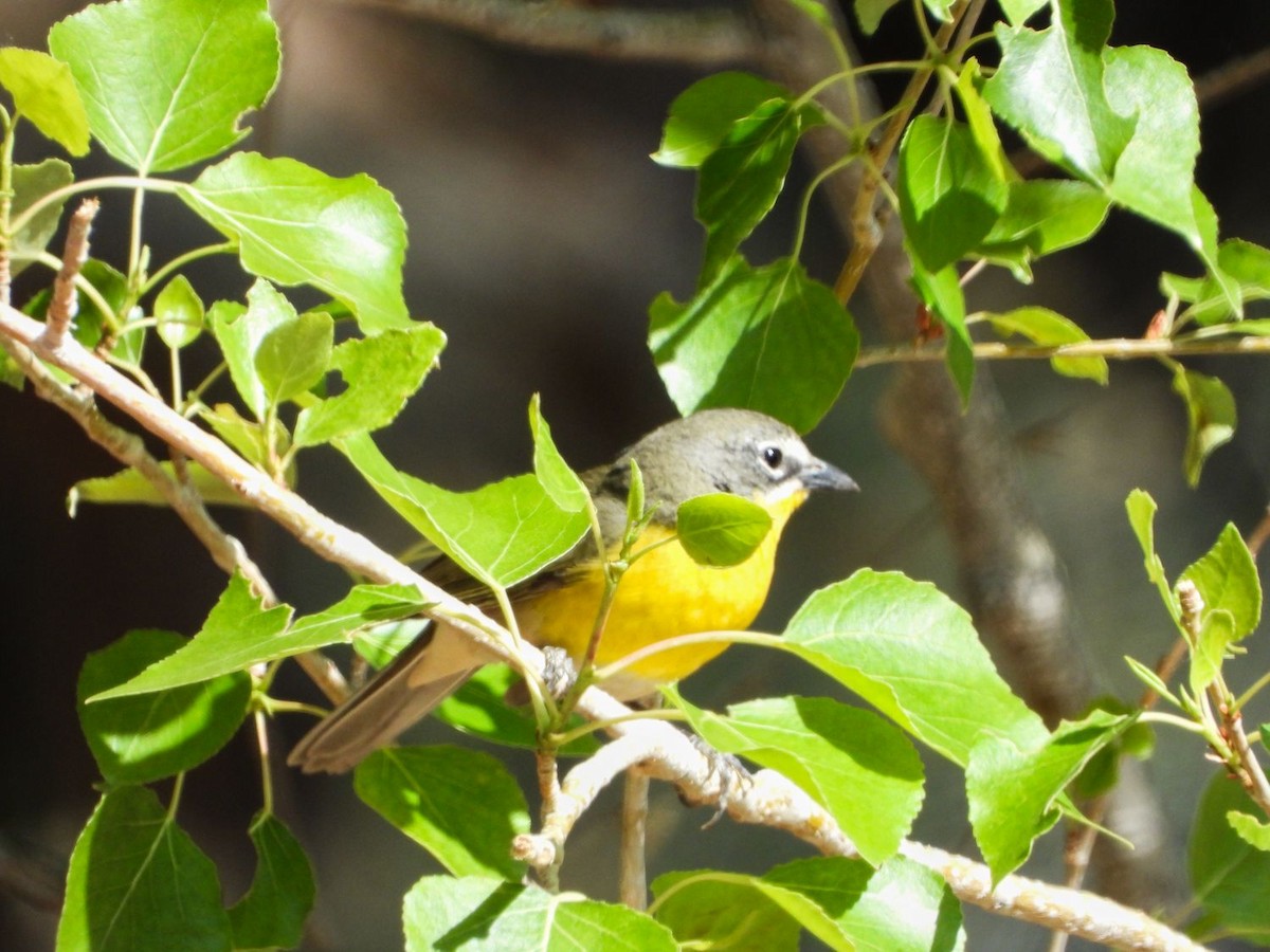 Yellow-breasted Chat - ML442743071