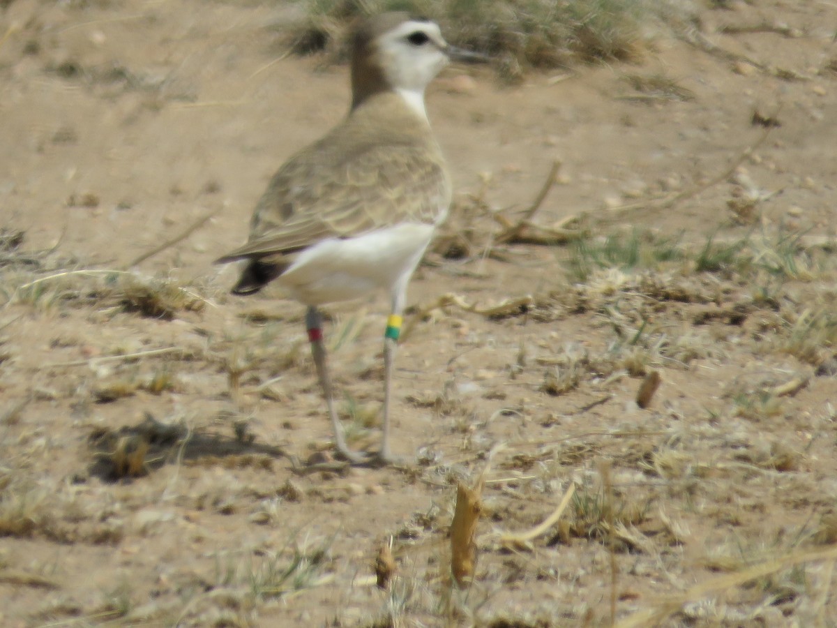 Mountain Plover - ML442743341