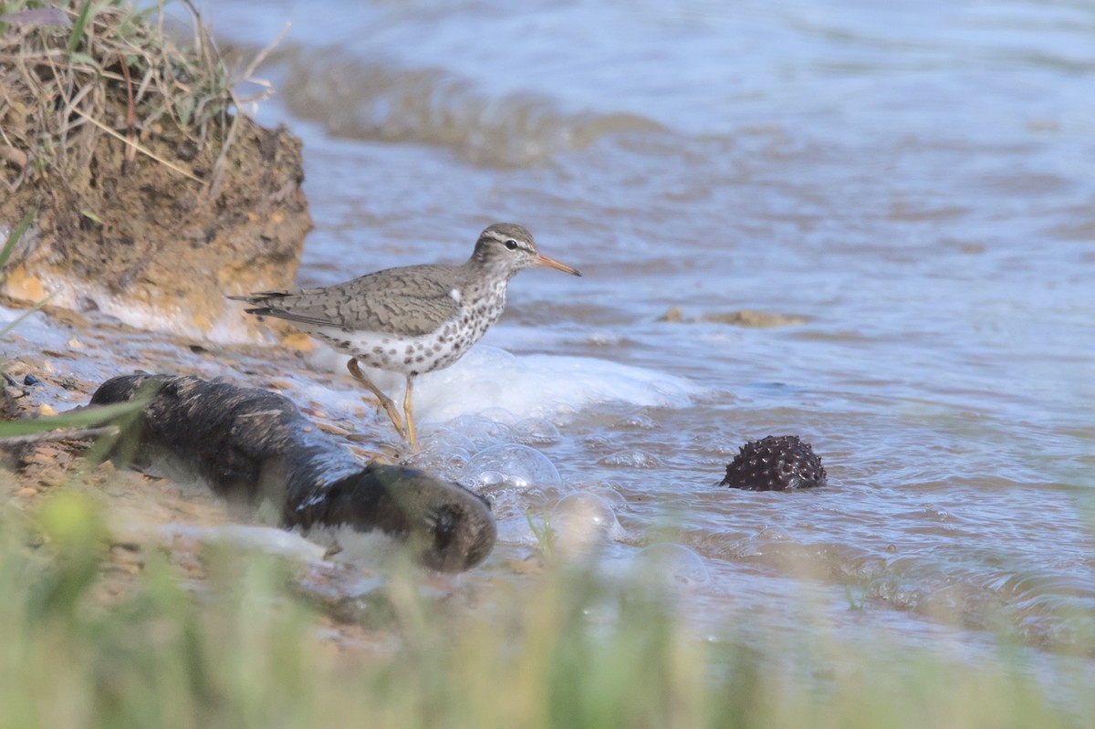flekksnipe - ML442743361