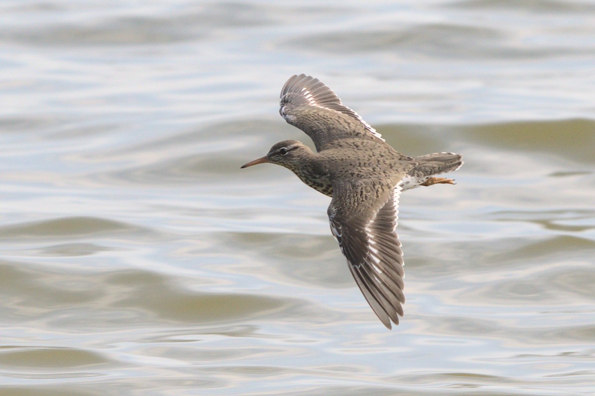 flekksnipe - ML442743371