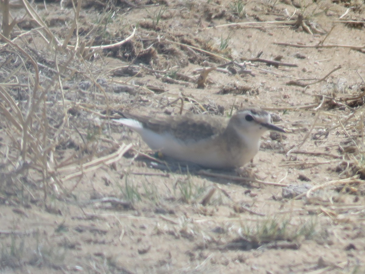 Mountain Plover - ML442743391