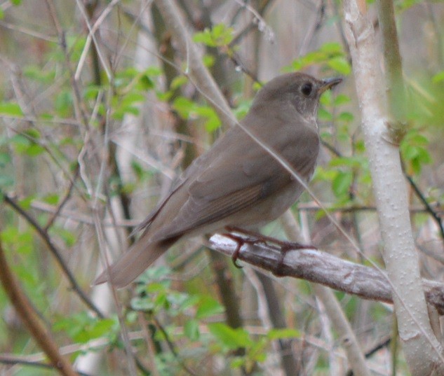 Gray-cheeked Thrush - ML442743501