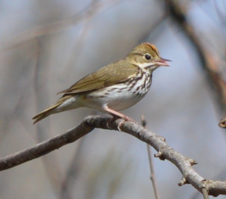 Ovenbird - ML442743611