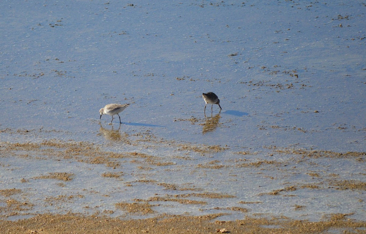 חופית להקנית - ML44274441