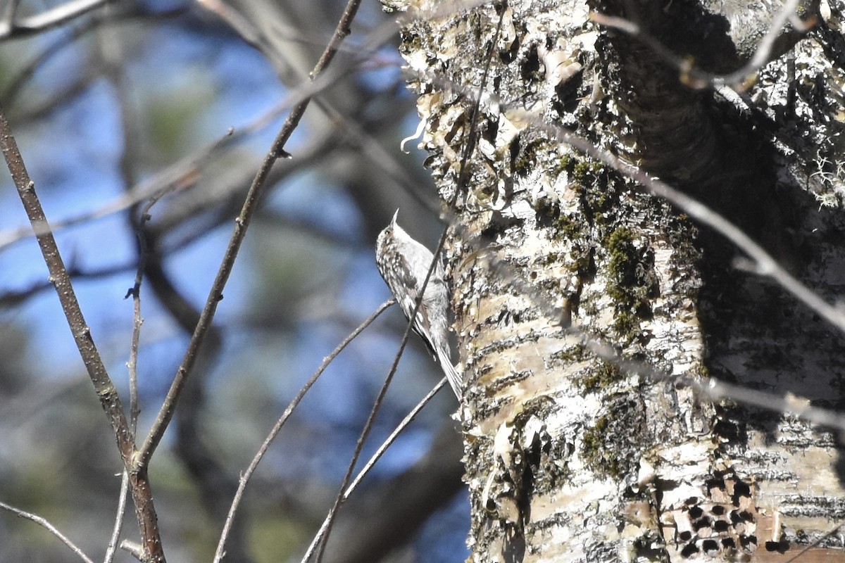 Brown Creeper - ML442744761