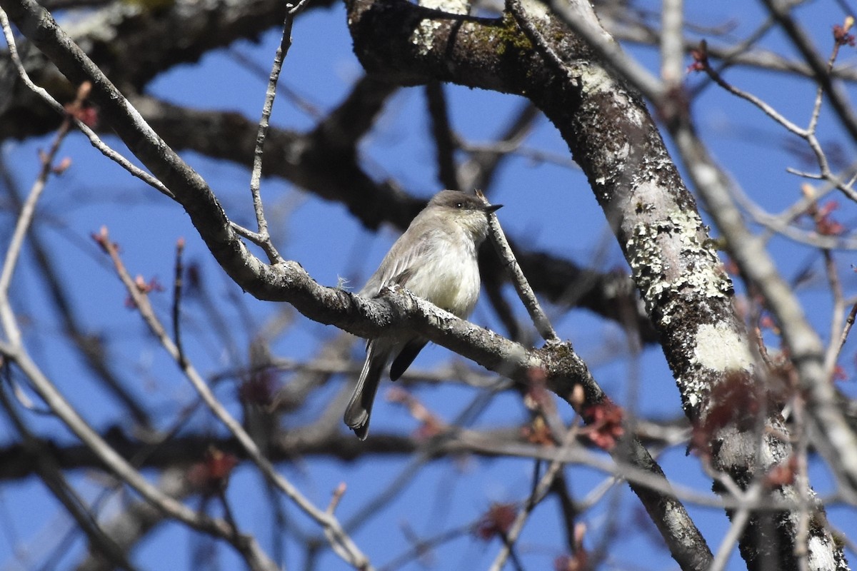 Eastern Phoebe - ML442744951