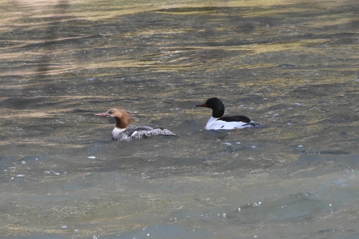 Common Merganser - ML442745091