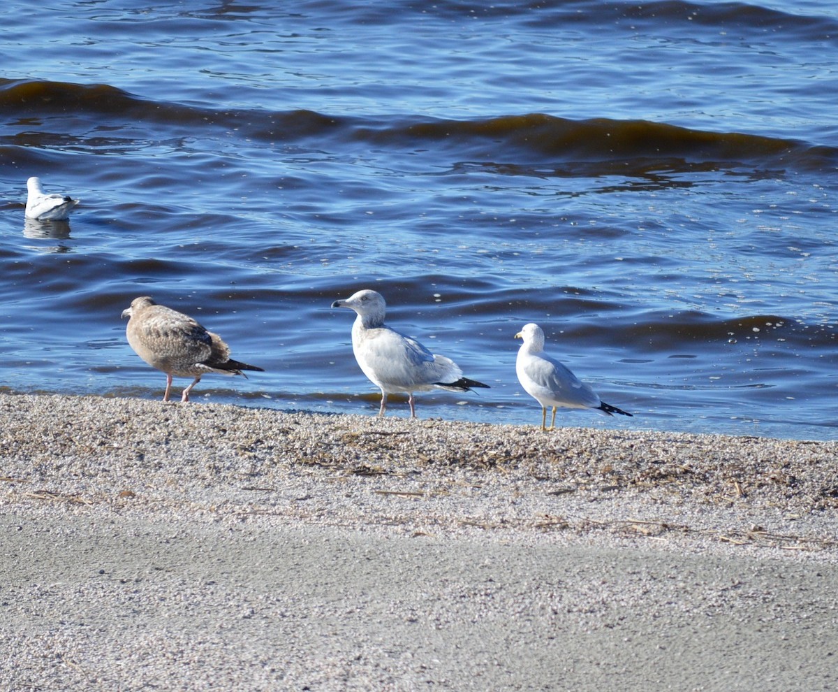 racek stříbřitý (ssp. smithsonianus) - ML44274531