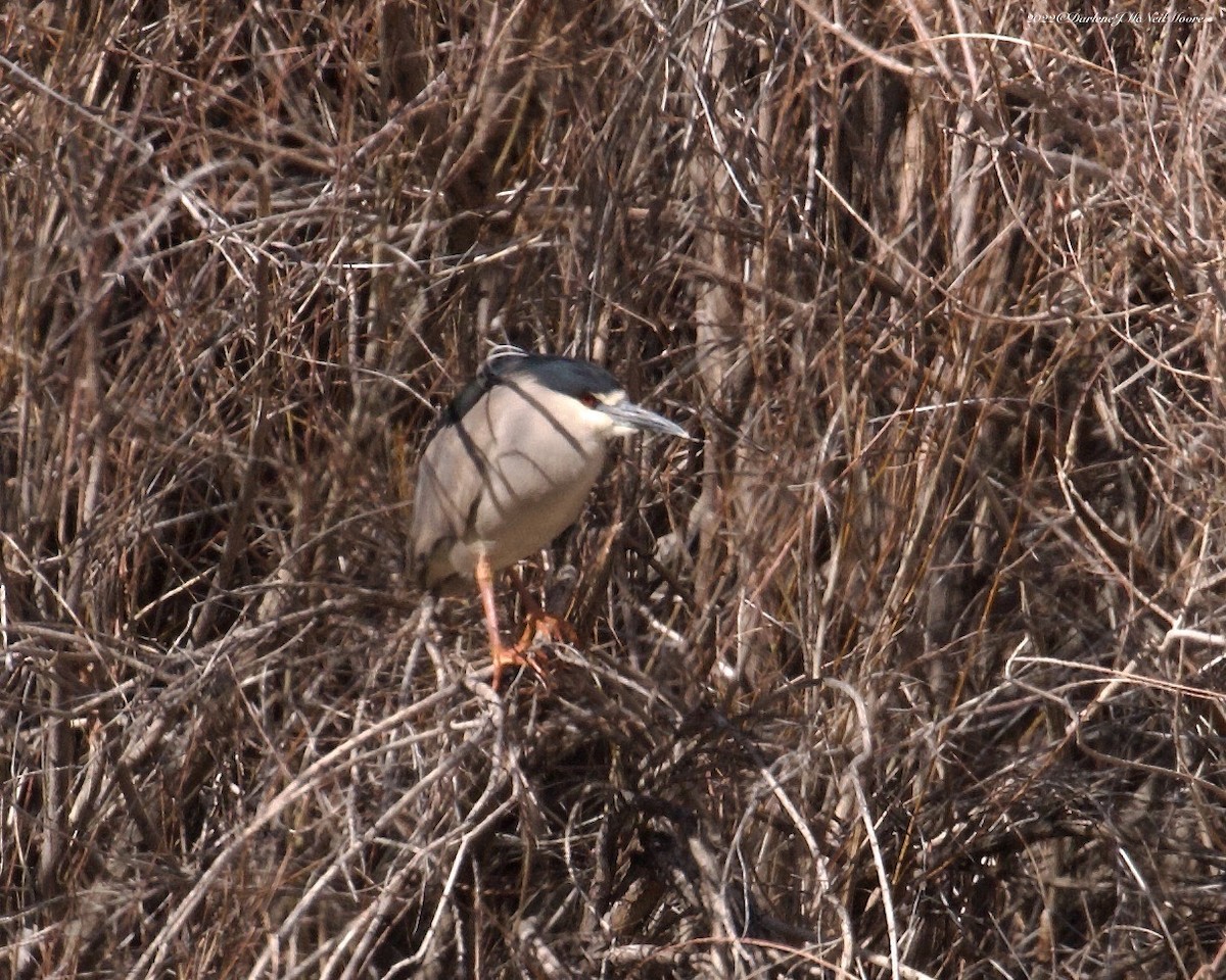 Black-crowned Night Heron - ML442745621