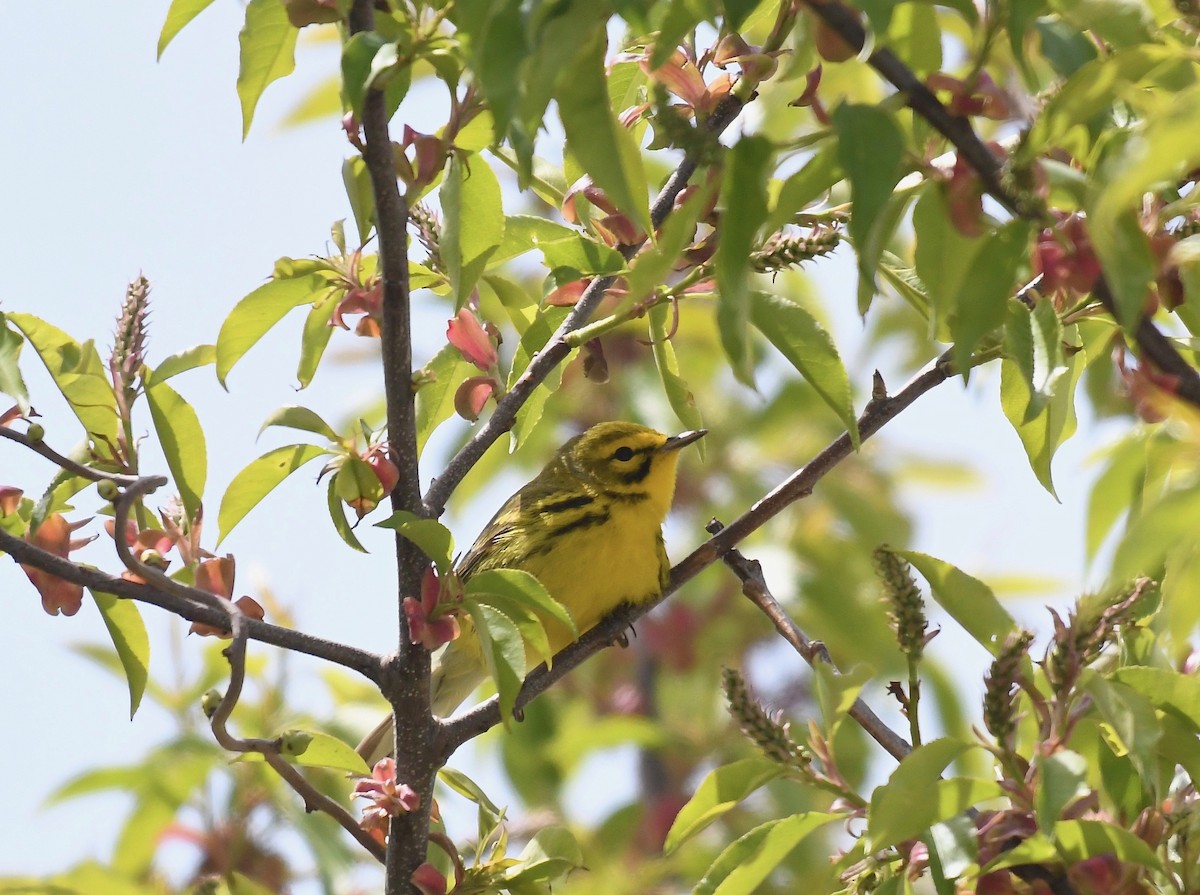 Prairie Warbler - Peter Paul