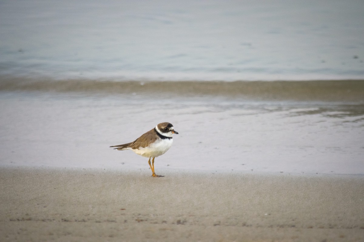 Semipalmated Plover - ML442748351