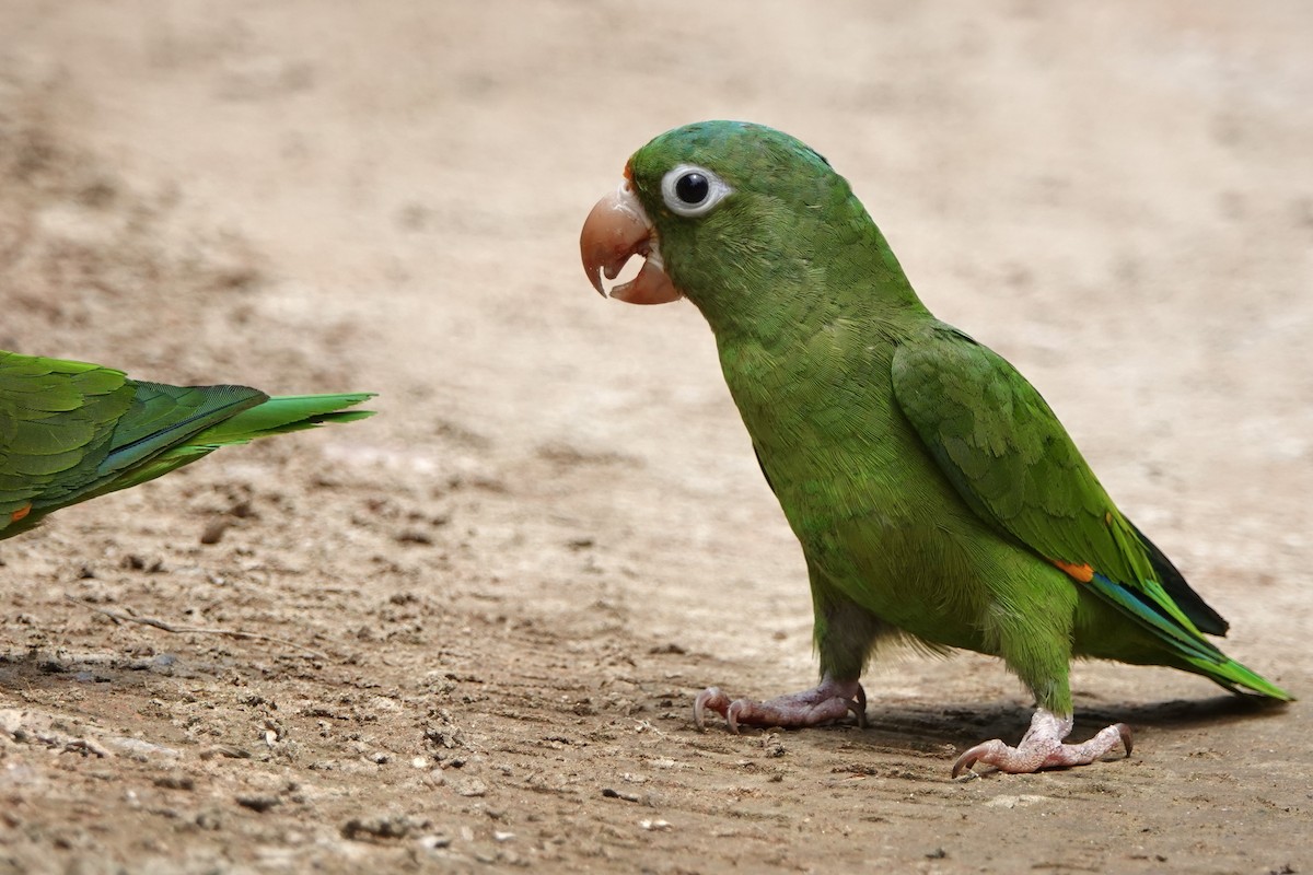 Golden-winged Parakeet - Bobby Wilcox | Rockjumper Birding Tours