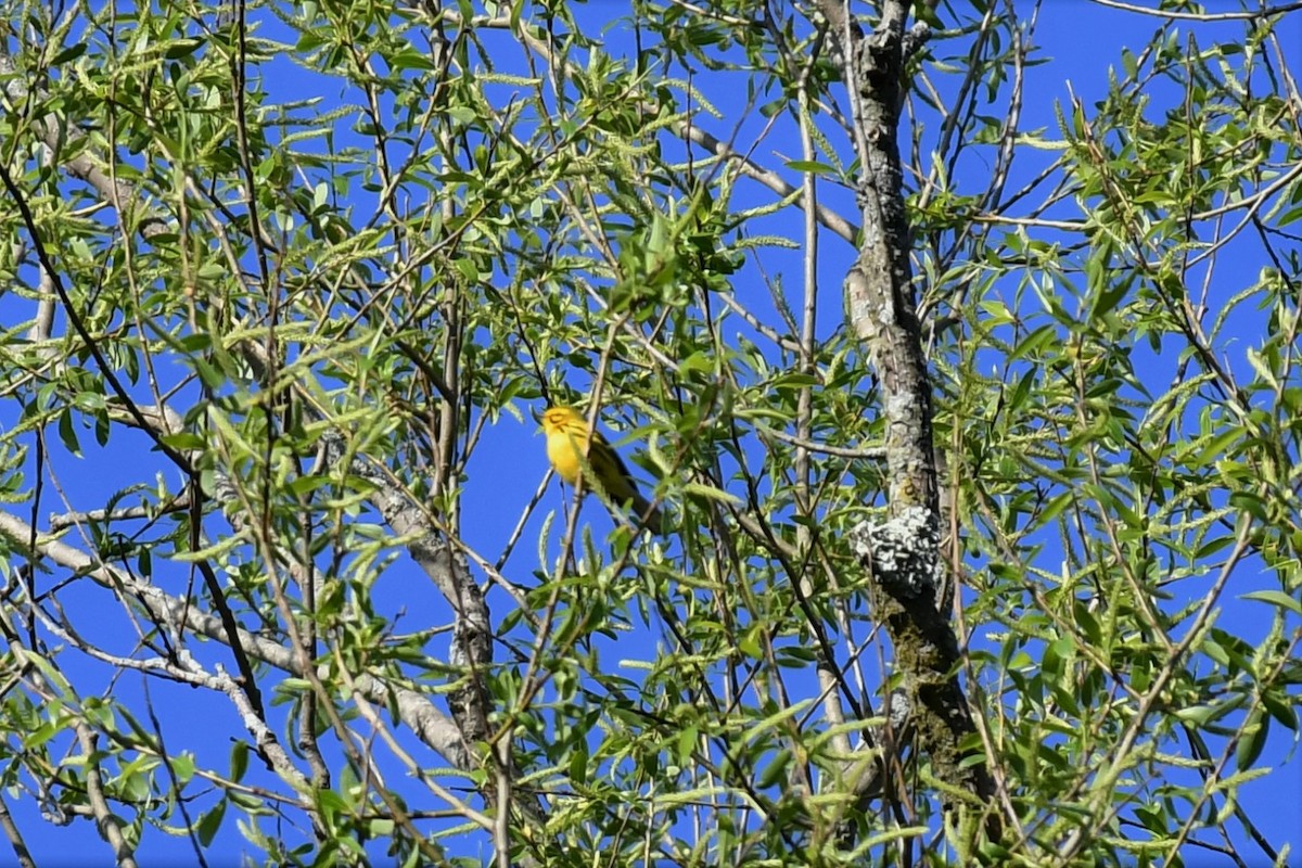 Paruline des prés - ML442749141