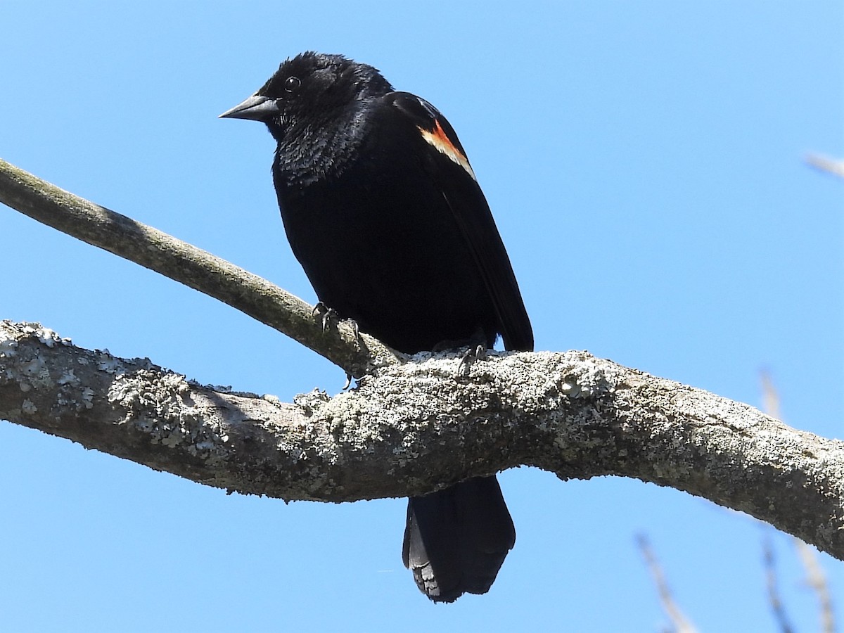 Red-winged Blackbird - Susan Gowen