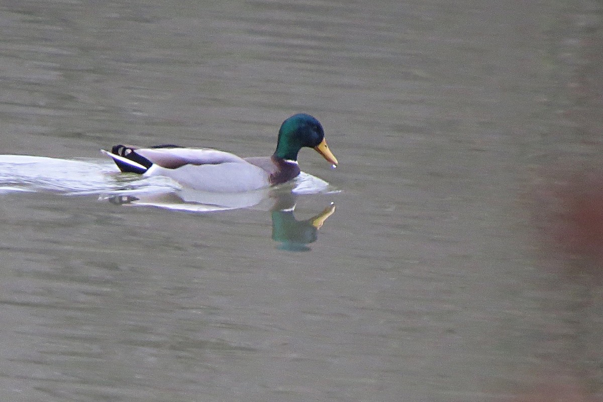 Canard colvert - ML44275001