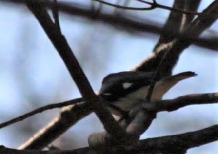 Black-throated Blue Warbler - ML442750271