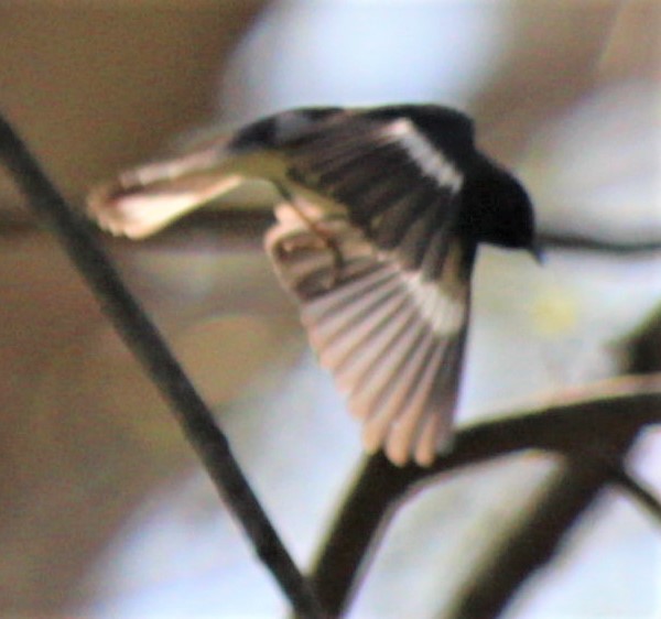 Black-throated Blue Warbler - ML442750281