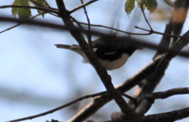 Black-throated Blue Warbler - ML442750291