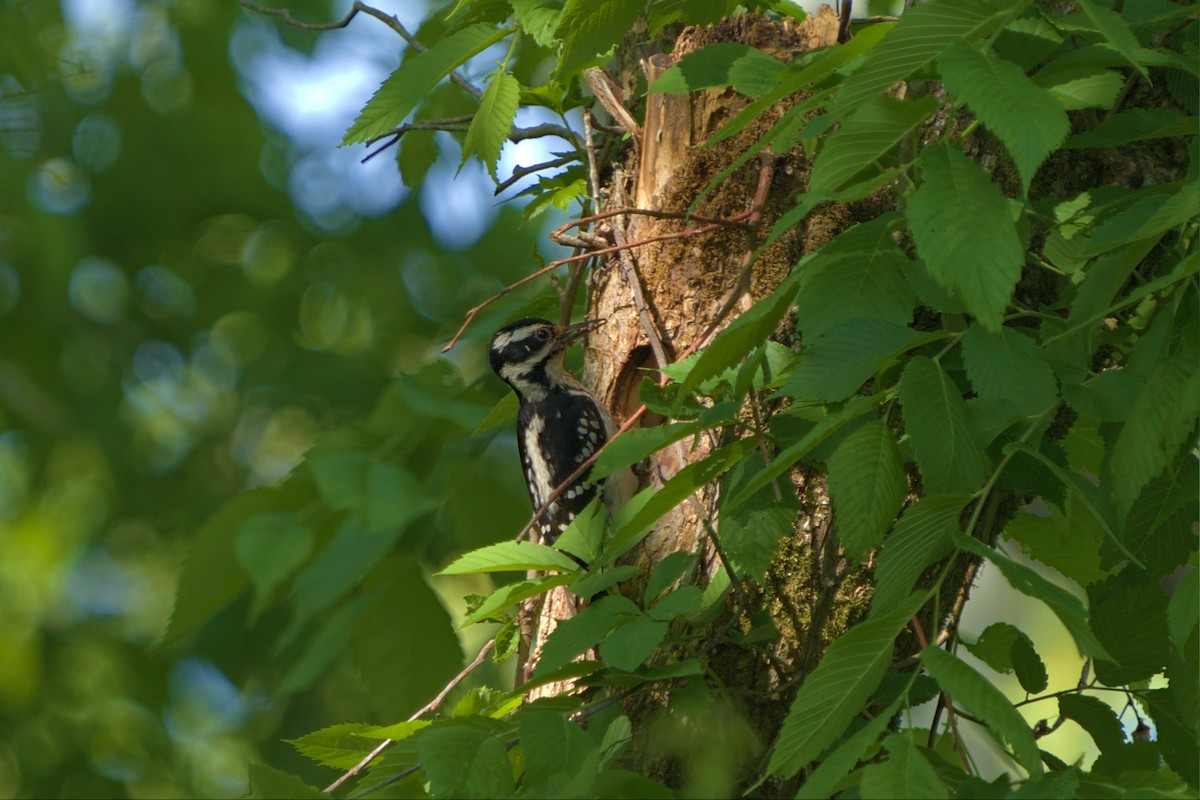 Hairy Woodpecker - ML442750871