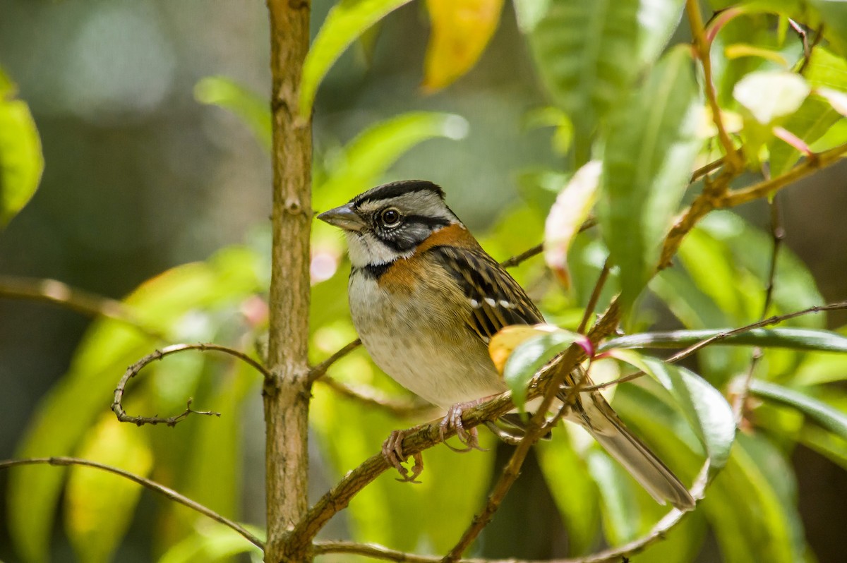 Rufous-collared Sparrow - ML442750931