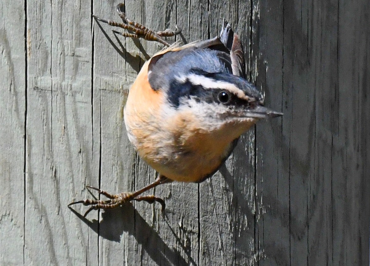 Red-breasted Nuthatch - ML442751371