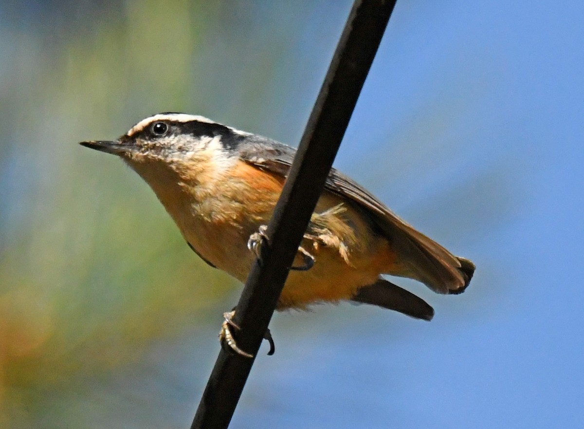 Red-breasted Nuthatch - ML442751471