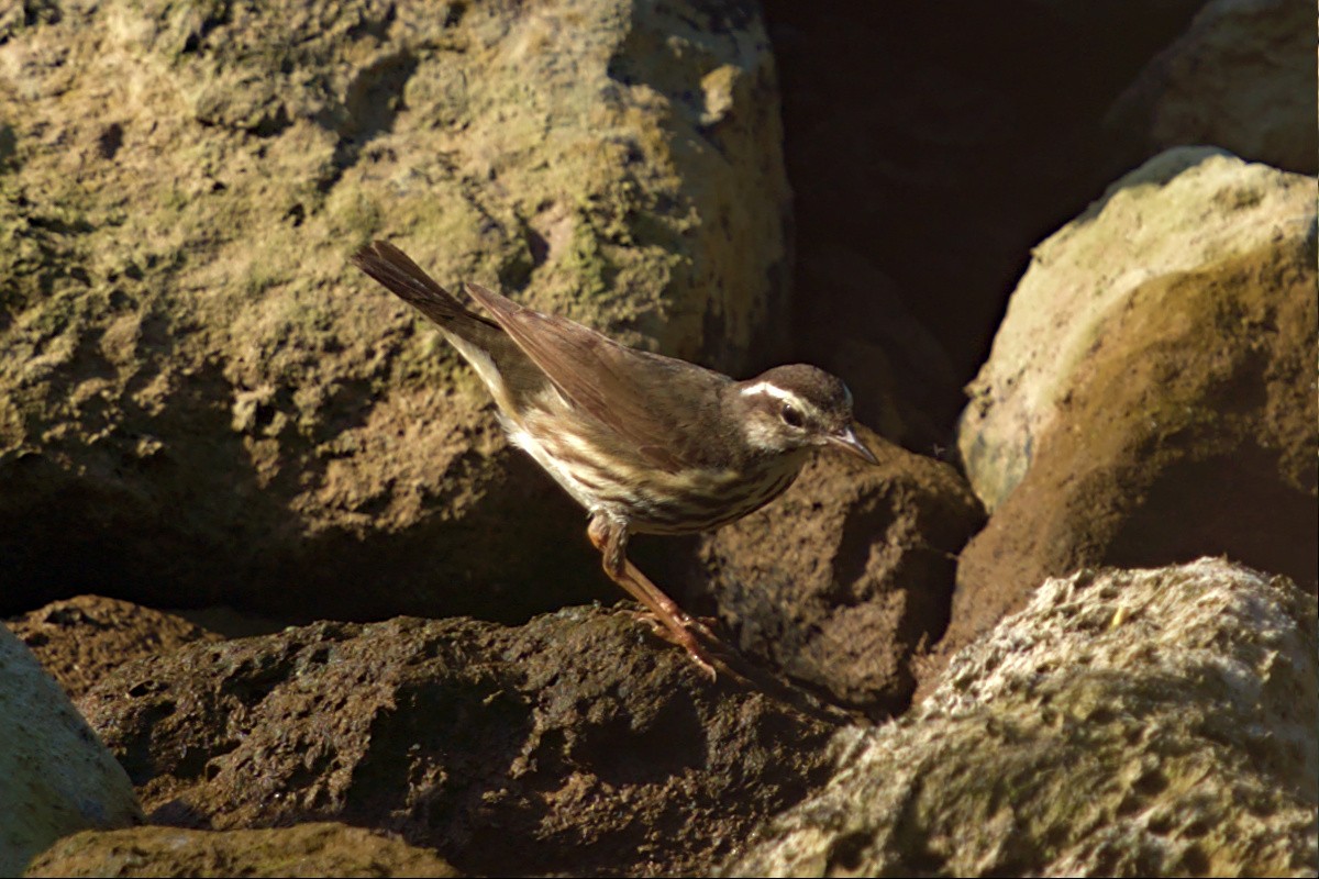Louisiana Waterthrush - ML442751721