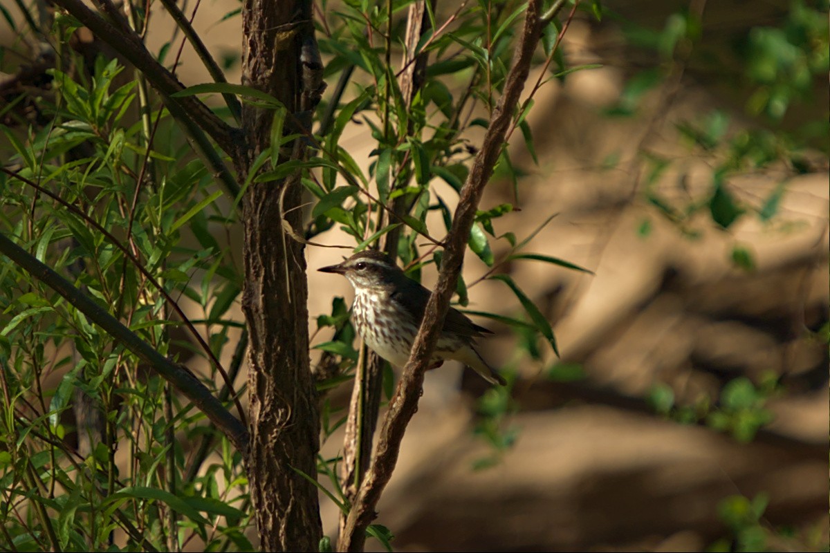 Louisiana Waterthrush - ML442751731