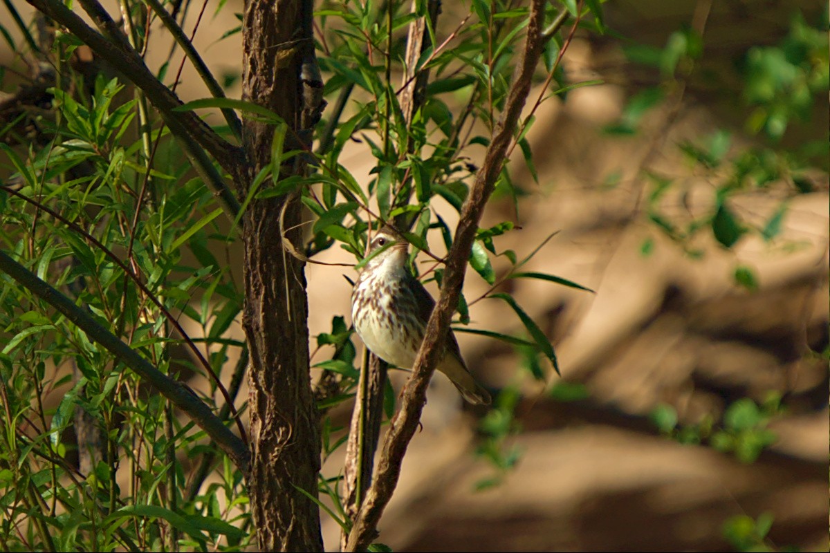 Louisiana Waterthrush - ML442751741