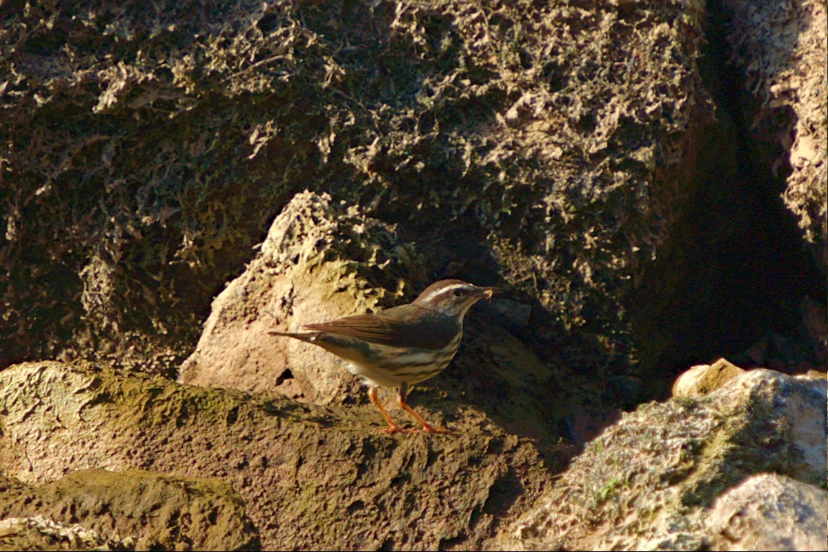 Louisiana Waterthrush - ML442751771