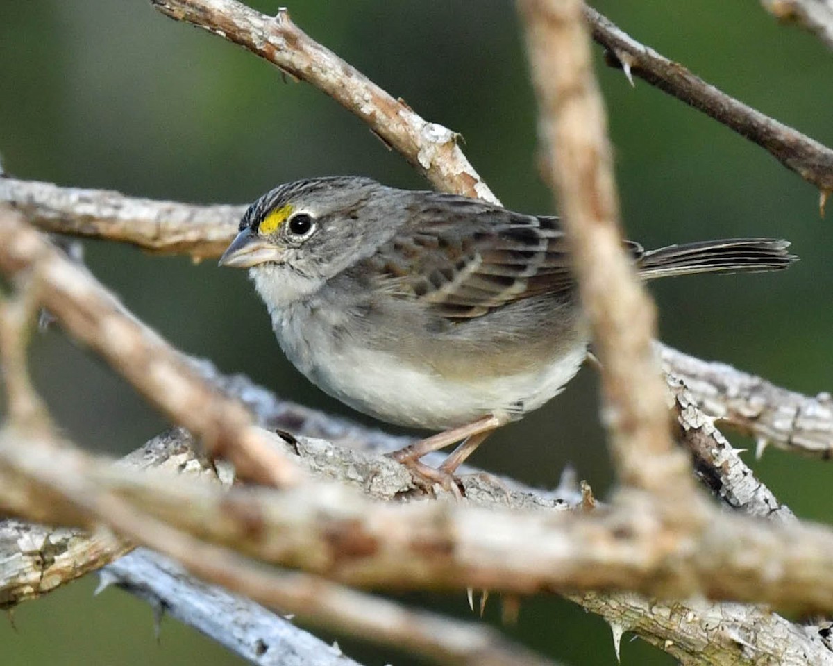 Grassland Sparrow - ML442753151