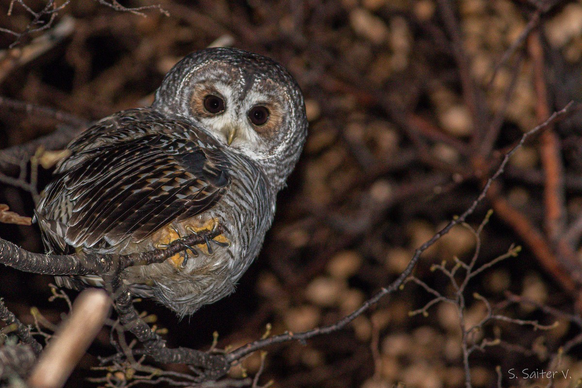 Rufous-legged Owl - ML442753241