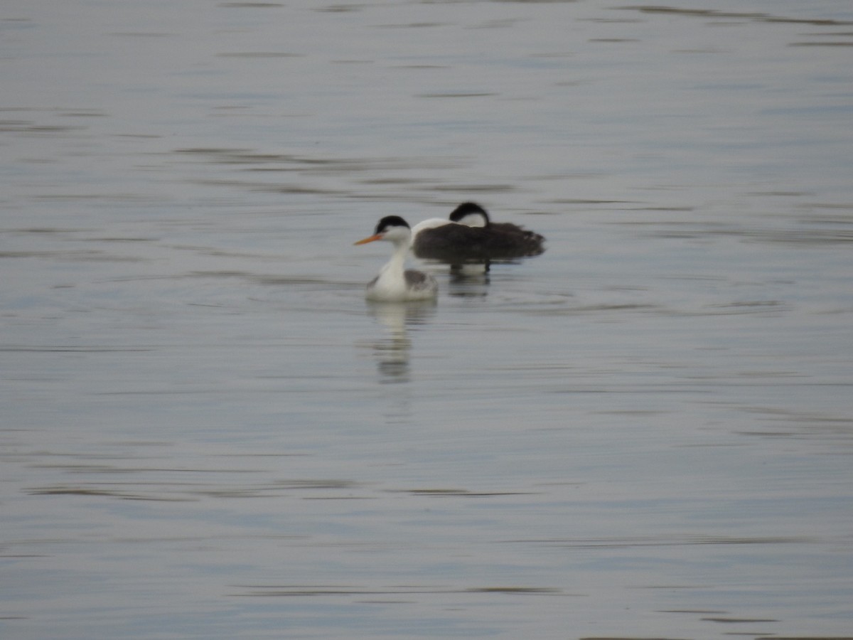 Clark's Grebe - Erin Jones