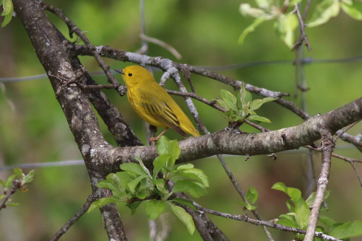 Yellow Warbler - ML442753921