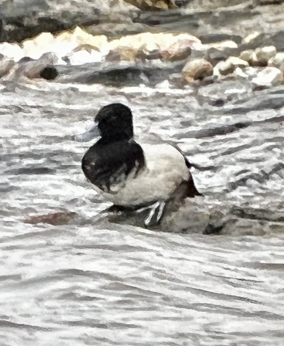 Greater Scaup - ML442753981
