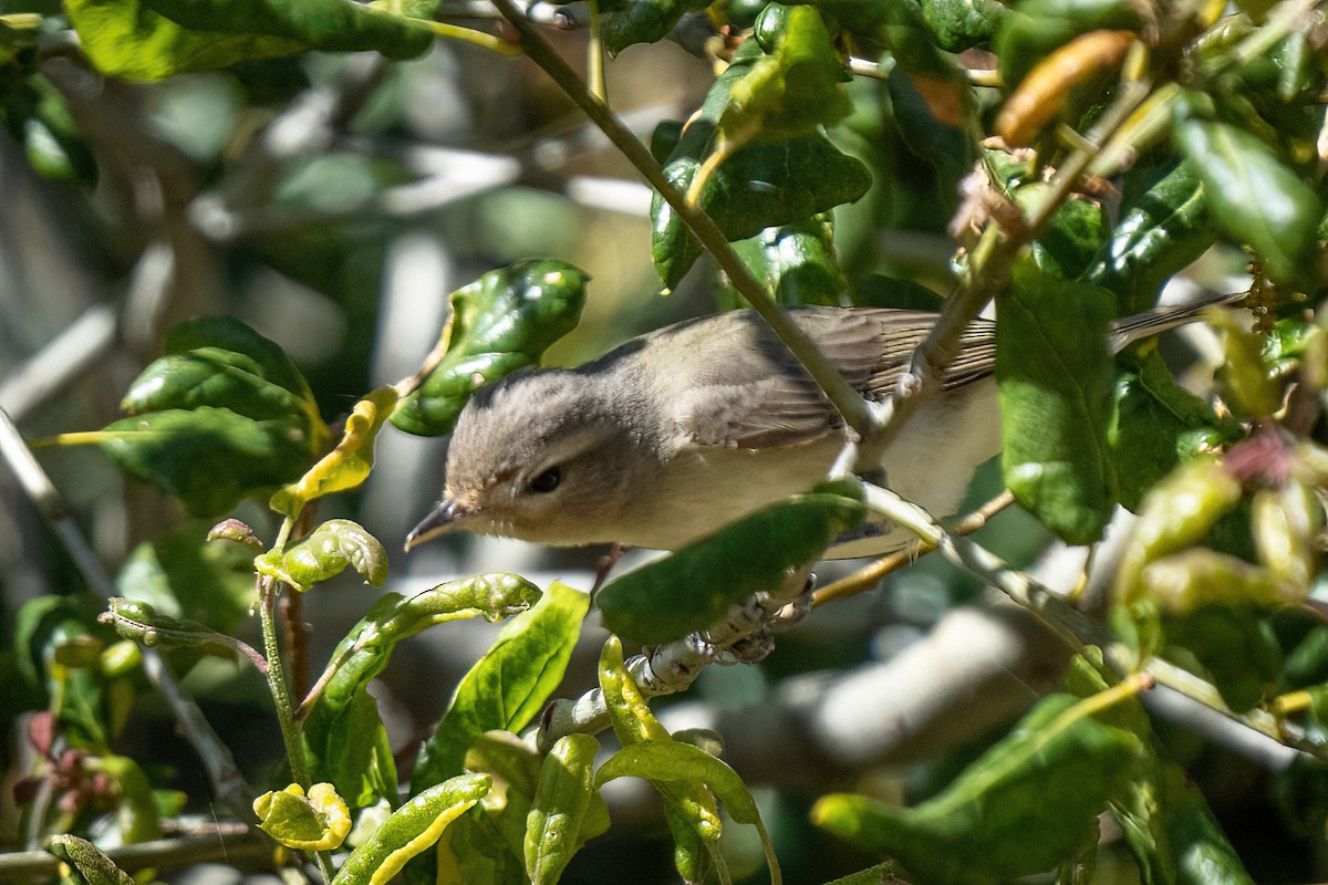 Warbling Vireo - ML442754851