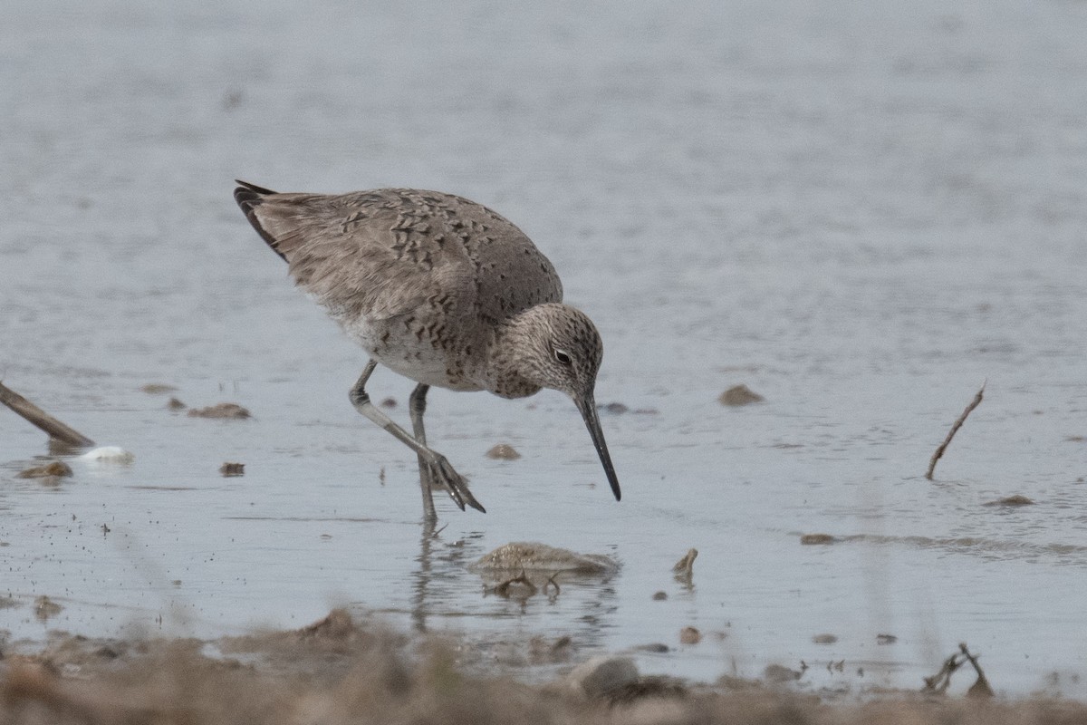Willet - ML442754871