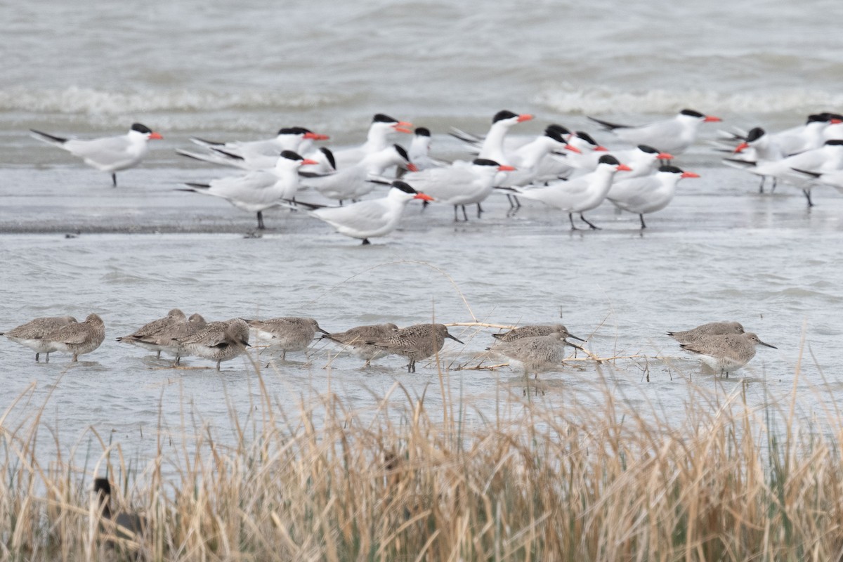 Willet - ML442754921